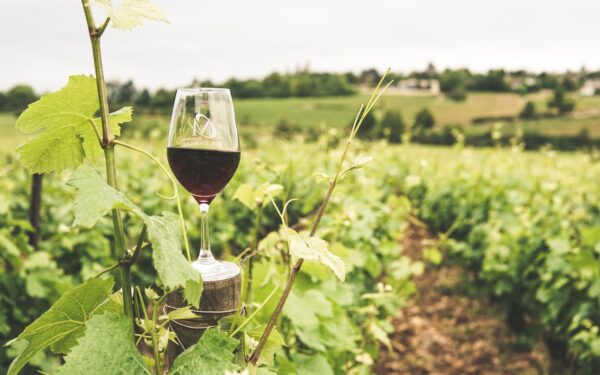 Cantine Aperte 2023: appuntamento in tutta Italia con il vino di qualità